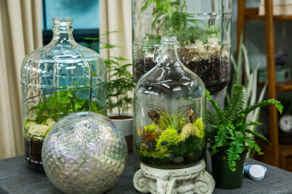 Flaschengarten selber machen – Leben im Glas grosse glasballon ecosysteme