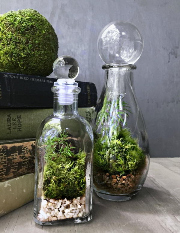 Flaschengarten selber machen – Leben im Glas kleine terrarien flaschen