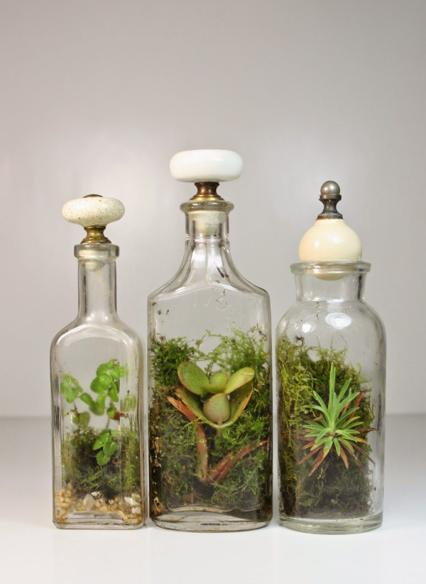 Flaschengarten selber machen – Leben im Glas moos exotische pflanzen in glasflaschen
