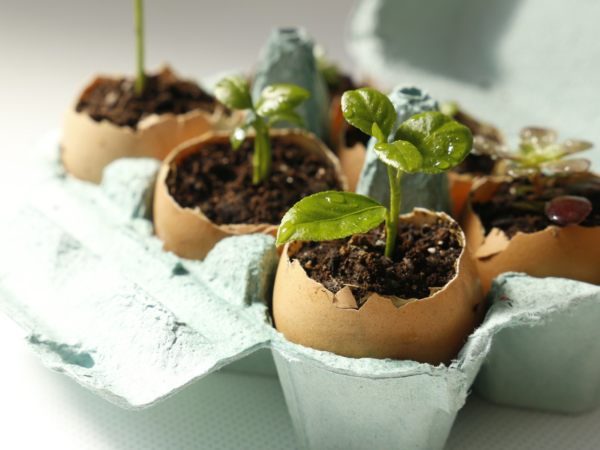 Garten gestalten mit wenig Geld – grossartige Ideen fuer kostenloses Gaertnern eierschalen pflanzen stecklinge
