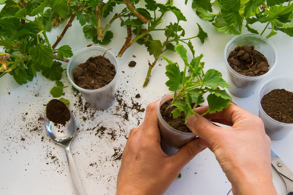 Garten gestalten mit wenig Geld – grossartige Ideen fuer kostenloses Gaertnern stecklinge garanium nehmen