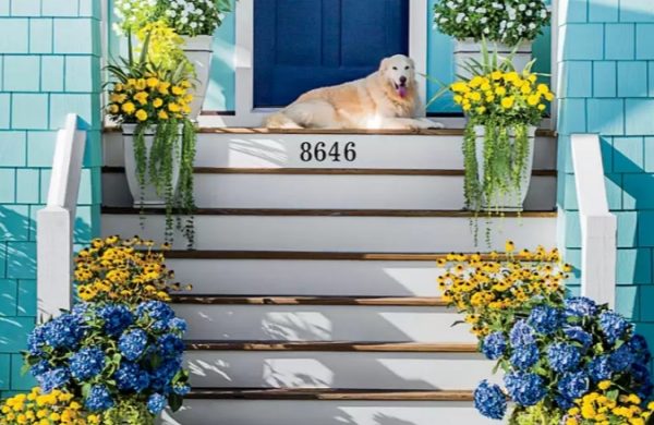 Hortensien im Topf gelbe Blumen blaue Hortensien ein auffälliges Farbduo vor dem Hauseingang