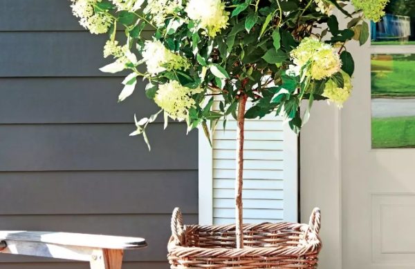 Hortensien im Topf hohe Pflanze cremig weiße Blüten richtige Pflege morgens und abends gießen an heißen Sommertagen