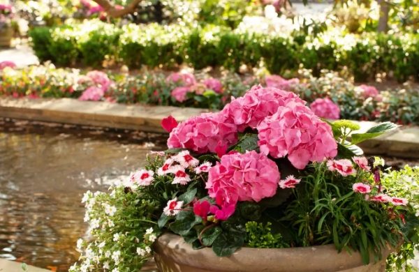 Hortensien im Topf rosa Blüten im großen Topf mit anderen Blumen zusammen neben einem Gartenteich