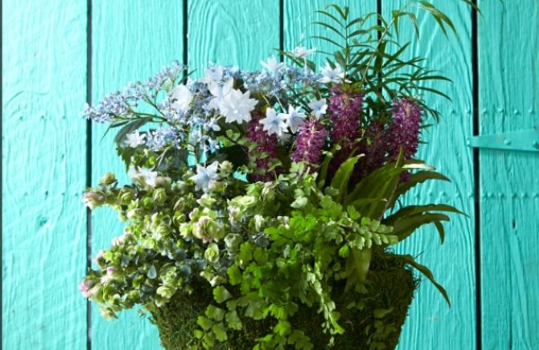 Hortensien im Topf schöne Arrangements im Pflanzgefäß fürs Zuhause