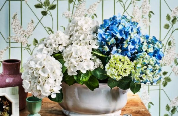 Hortensien im Topf schönes Arrangement drinnen auf dem Tisch im weißen Pflanzgefäß