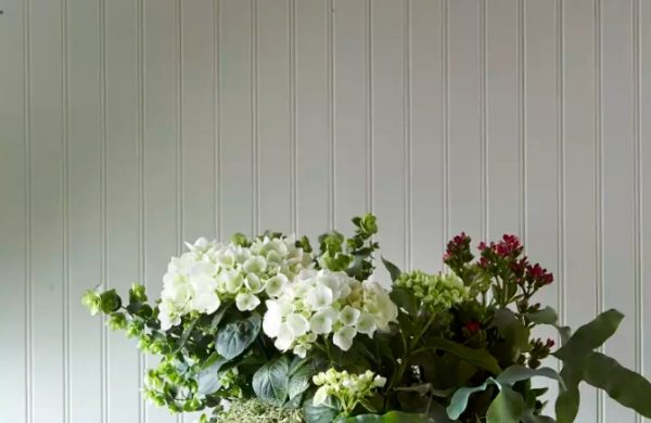 Hortensien im Topf zu Hause Kombination mit anderen Topfpflanzen möglich Hingucker auf dem Tisch