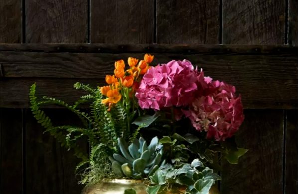 Hortensien im Topf zusammen mit anderen Topfpflanzen fürs Zuhause vor dunklem Hintergrund