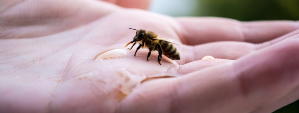 Insektenstiche Bienen Wespen friedlich nicht anreizen haben Giftstacheln
