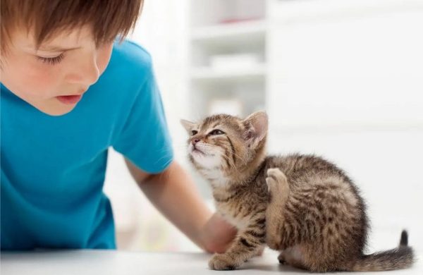 Insektenstiche Haustiere Katzen Haarlinge können Krankheiten übertragen Vorsicht ist angesagt durchsuchen
