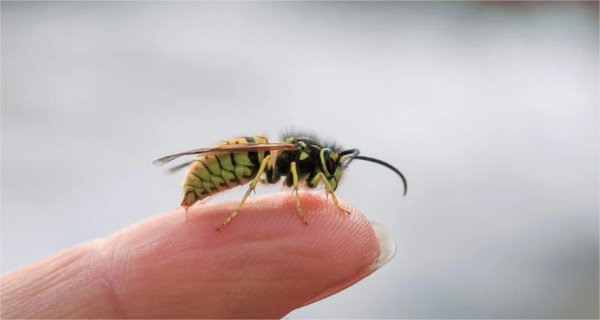 Insektenstiche beim Stechen Giftstoff kommt direkt in die kleine Wunde verursacht Reaktion des Immunsystems