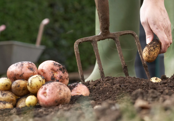 Kartoffelschalen verwenden im Haus und Garten kartoffel ernten rot gelb