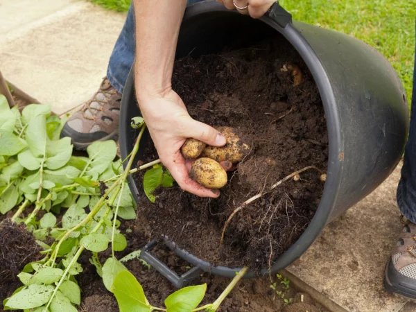 Kartoffelschalen verwenden im Haus und Garten kartoffeln aus dem eigenen garten ernten