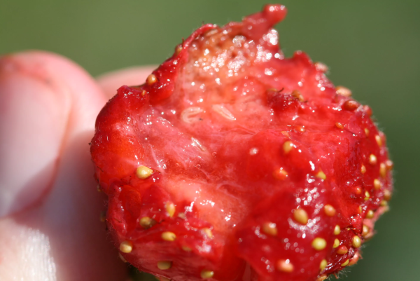 Kirschessigfliege bekaempfen – 4 bewaehrte Tipps der Experten erdbeeren angefressen fruchtfliegen
