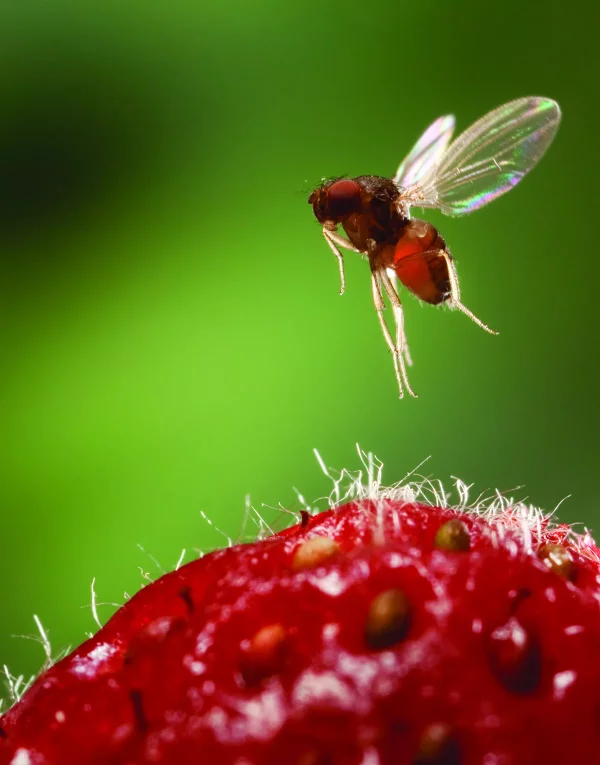 Kirschessigfliege bekaempfen – 4 bewaehrte Tipps der Experten fliege fruchtfliege erdbeere