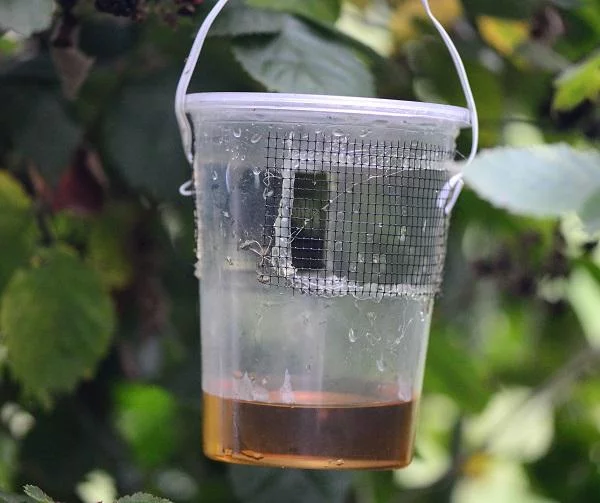 Kirschessigfliege bekaempfen – 4 bewaehrte Tipps der Experten fruchtfliegen falle plastikbecher