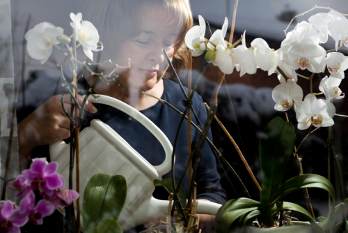 Orchideen richtig gießen Frau beim Gießen von Topfpflanzen auf der Fensterbank Gießkanne aus Kunststoff