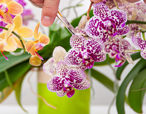 Orchideen richtig gießen clever pflegen neue Blüten zeigen ein Genuss fürs Auge