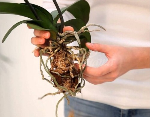 Orchideen richtig gießen das Beste für die Exotin machen