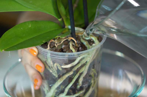Orchideen richtig gießen entkalktes Wasser benutzen auch andere Zimmerpflanzen damit wässern