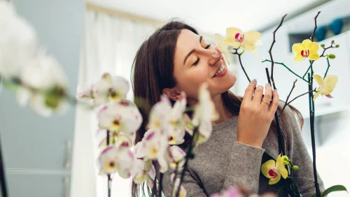 Orchideen richtig gießen in Töpfen auf der Fensterbank junge Frau bewundert schöne Blüten der Topfblumen