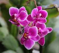 Orchideen richtig gießen – worauf sollte man dabei achten?