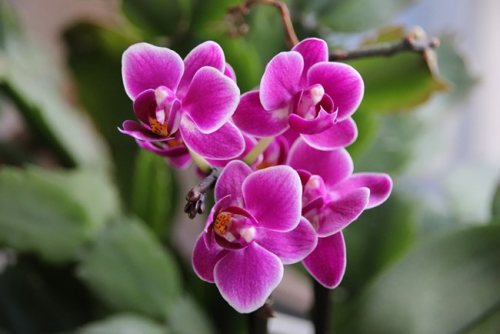 Orchideen richtig gießen prächtige violette Blüten ein Genuss für Auge und Seele