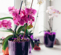 Orchideen richtig gießen – worauf sollte man dabei achten?