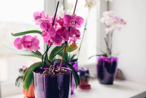 Orchideen richtig gießen schöne Topfpflanzen auffallend einmalige Blütenpracht in Violett und Weiß