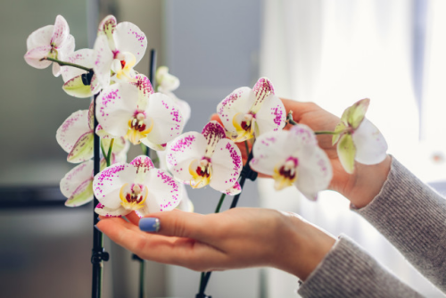 Orchideen richtig gießen schöne weiße Blüten Gießkanne aus Metall vermeiden Risiko für Oxidierung zu hoch