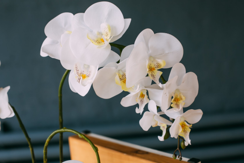 Orchideen richtig gießen schöne weiße Blüten möglichst oft mit Regenwasser gießen