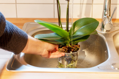 Orchideen richtig gießen unter fließendem Wasser Staunässe vermeiden kann die Exotin töten
