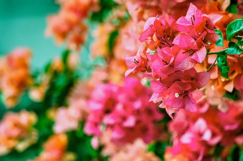 Pflanzen fuer trockene Boeden, die wenig Wasser brauchen Bougainvillea rot rosa lila blumen attraktiv