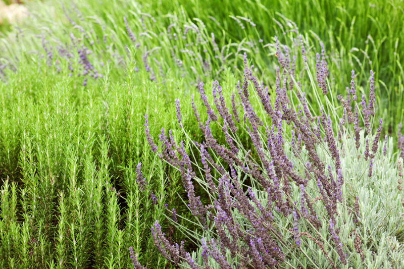 Pflanzen fuer trockene Boeden, die wenig Wasser brauchen rosmarin lavendel thymian kraeutergarten
