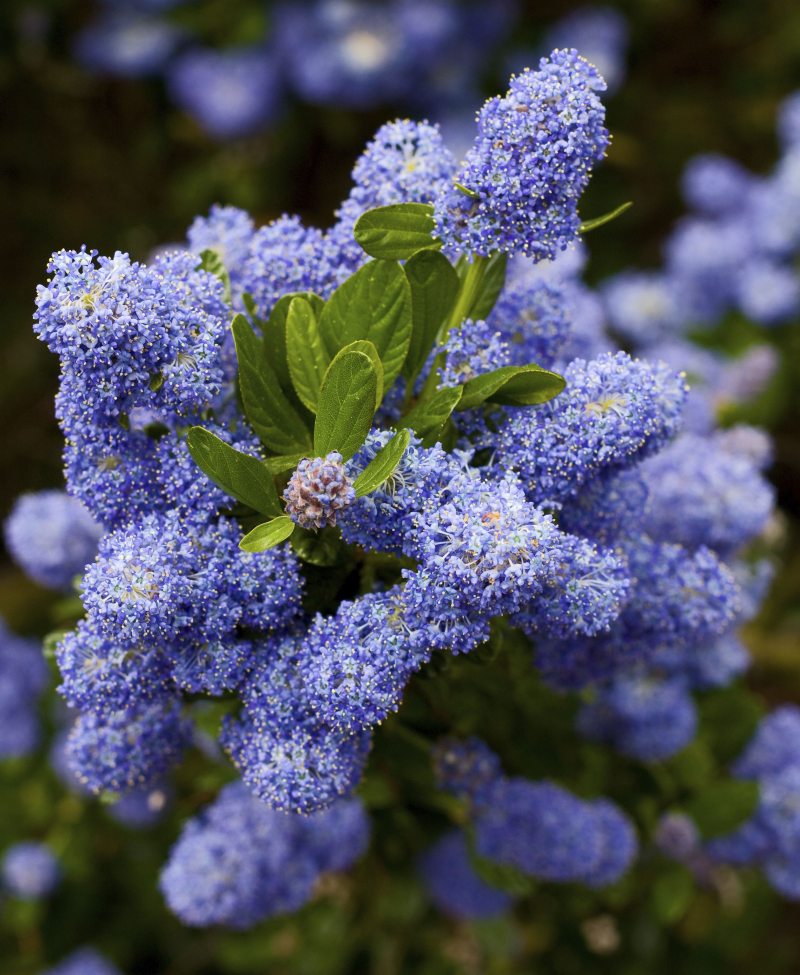Pflanzen fuer trockene Boeden, die wenig Wasser brauchen saeckelblumen blau blumen