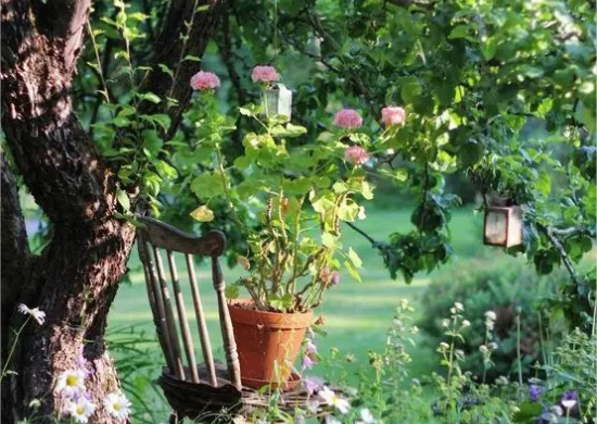 Platz unter Baum alter Holztisch unter einem Baum viel Grün Topf mit Rosenstrauch naturnah leben