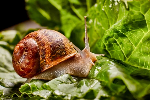 Snail,Muller,Gliding,On,The,Wet,Leaves.,Large,White,Mollusk