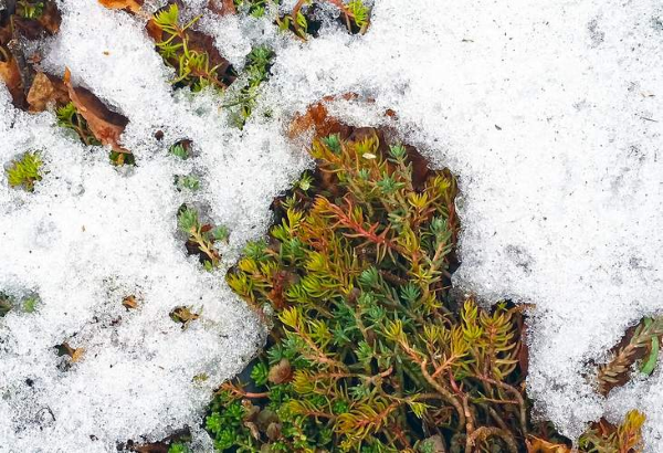 Sedum pflanzen und weitere Pflegetipps ueber die Fetthennen sukkulenten im winter winterhart