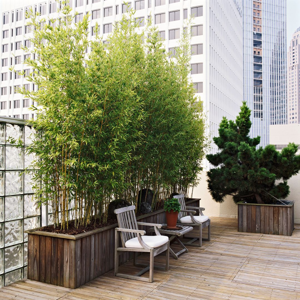 Sonnenschutz Ideen fuer Terrasse und Balkon bambus riesenpflanzen fuer aussenbereiche