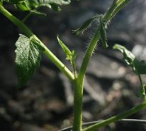 Warum und wie sollten Sie Tomaten ausgeizen – nützliche Tipps und Anleitung
