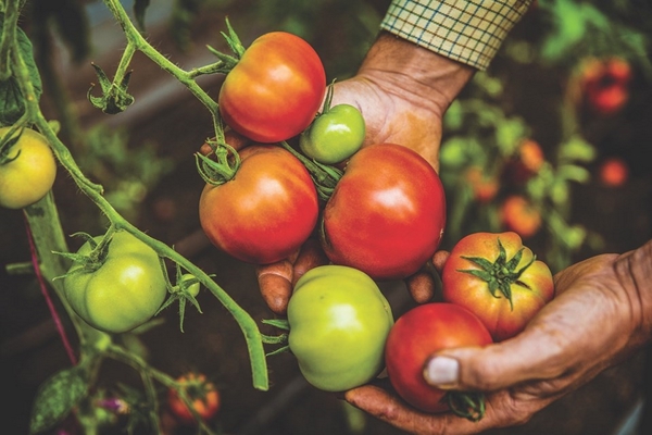 Tomaten ernten richtige Pflege Tipps