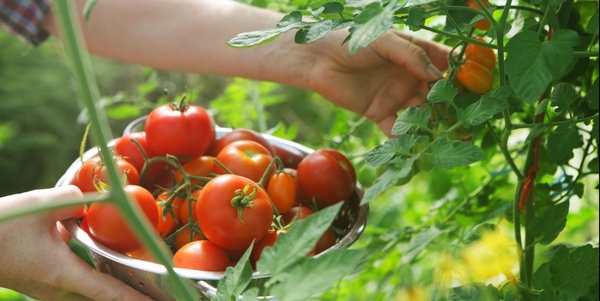 Tomaten richtig ausgeizen und ernten