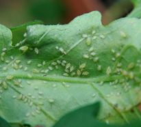 Basistipps, wie Sie Schädlinge an Zimmerpflanzen vermeiden und bekämpfen