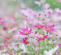 6 großartige Gartenblumen, die garantiert für Sommerstimmung sorgen