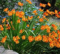 6 großartige Gartenblumen, die garantiert für Sommerstimmung sorgen