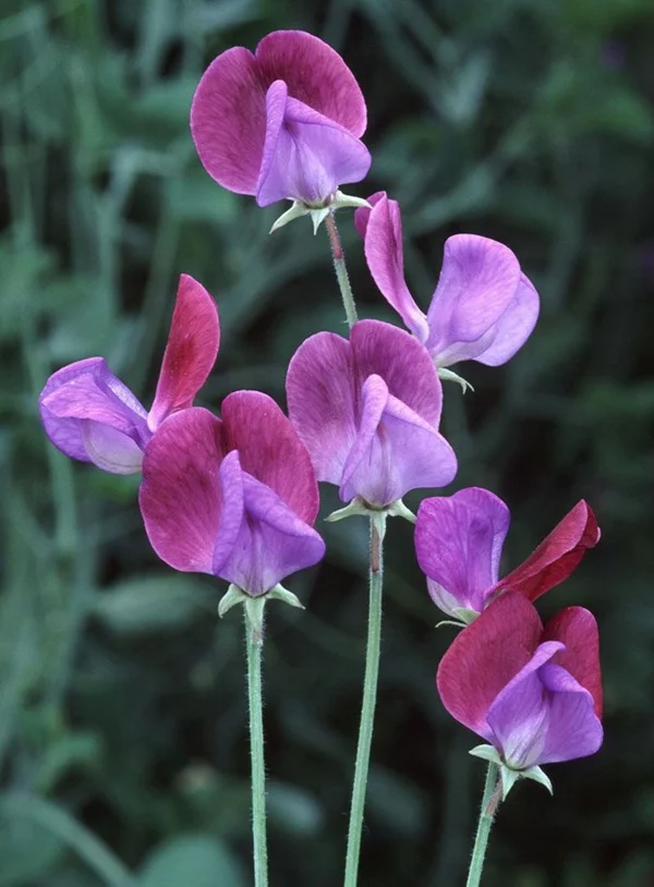 gartenblumen sommer duft wicke lila farbton