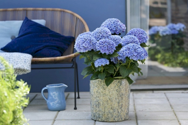 giftige blumen im garten die im juni bluehen hortensien in vase