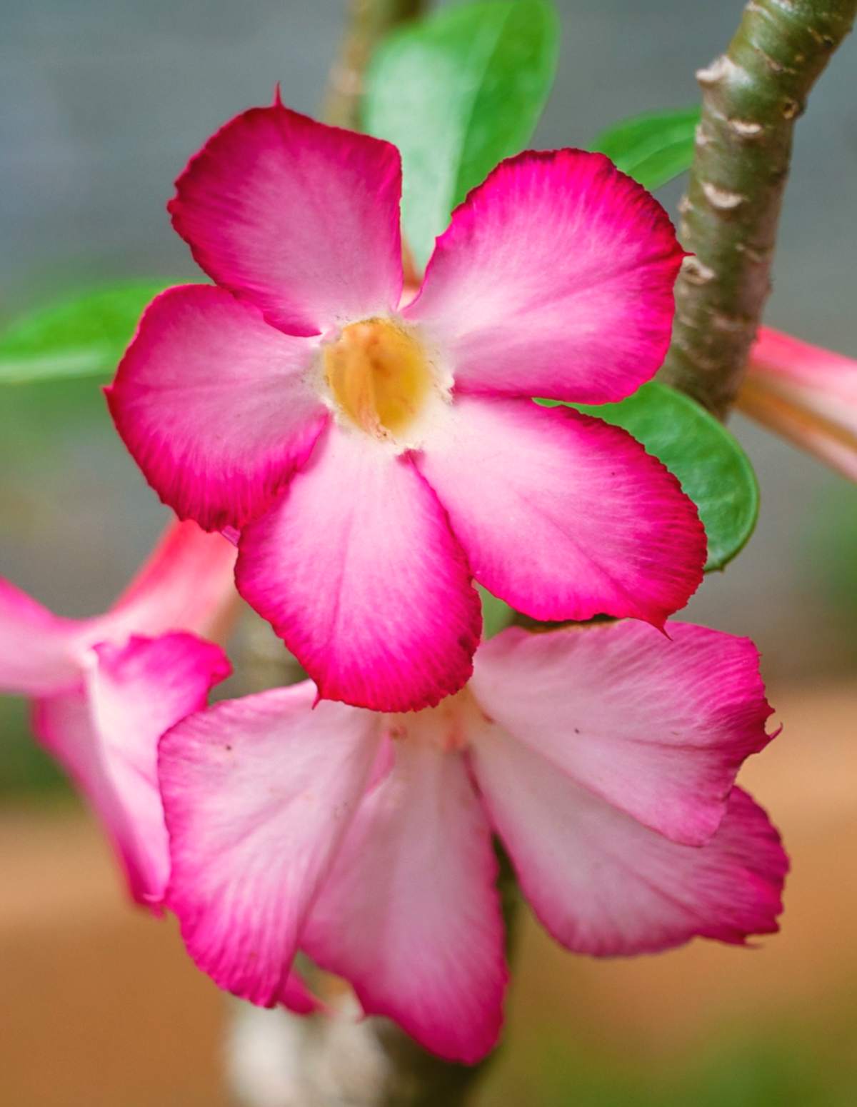 Giftige Blumen im Garten und alles, was man über sie wissen soll