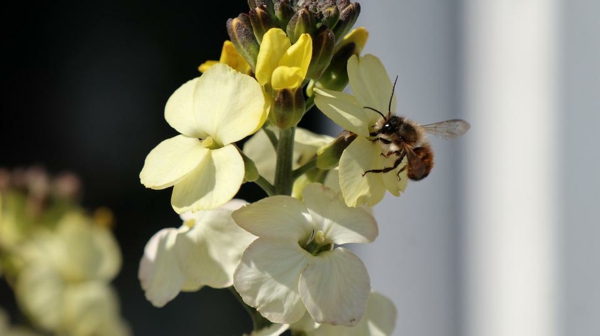 goldlack biene insektenfreundlich garten gestalten ideen