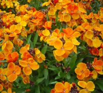Goldlack pflanzen und pflegen – Diese Pflegetipps garantieren eine schöne Blüte